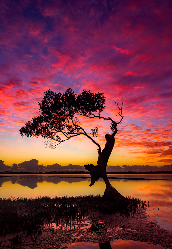 Lone tree