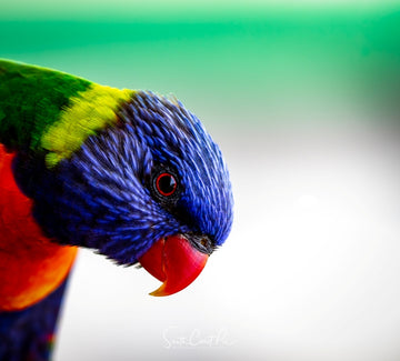 Lorikeet