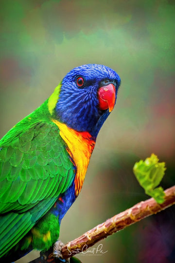 Lorikeet