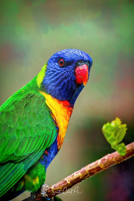 Lorikeet