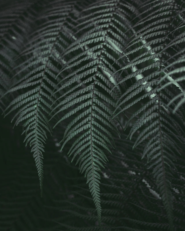 Lush moody set of Tassie Ferns