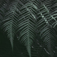Lush moody set of Tassie Ferns