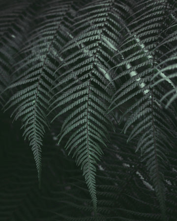 Lush moody set of Tassie Ferns