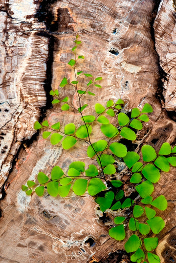 Maidenhair Fern & Petrified Wood