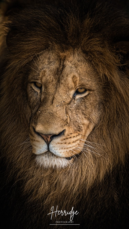 Majestic Cat