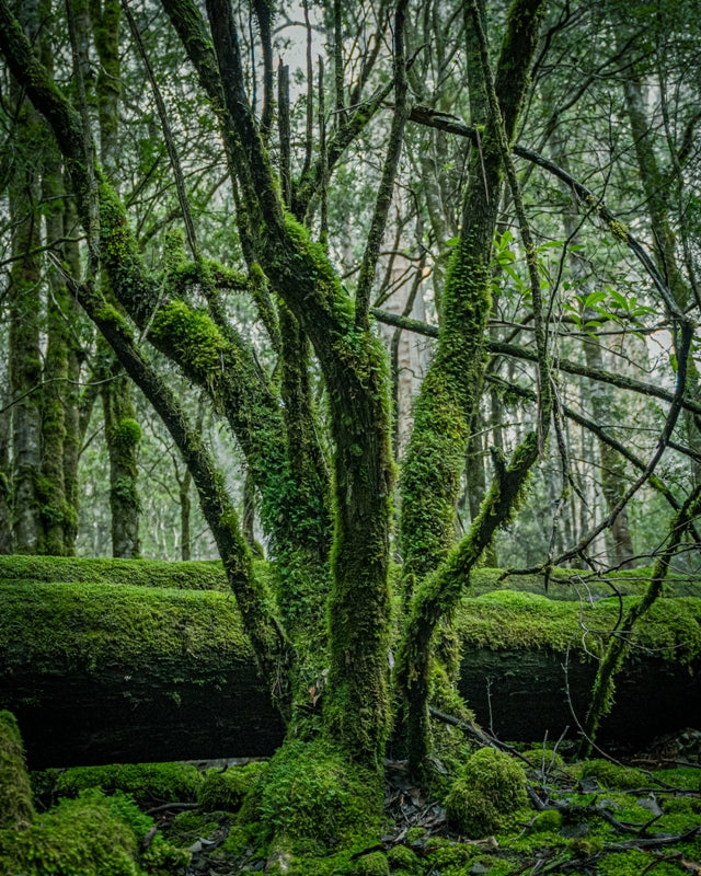 Majestic rainforest tree in Mt field Tasmania