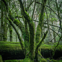 Majestic rainforest tree in Mt field Tasmania