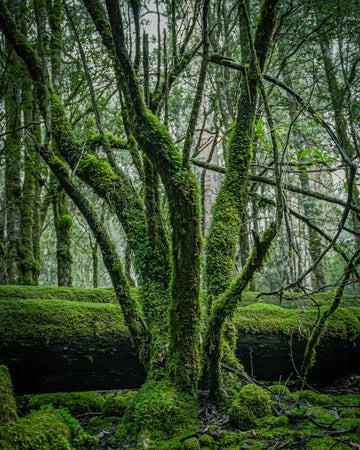 Majestic rainforest tree in Mt field Tasmania