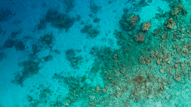 Maldives Reef