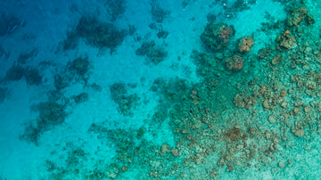 Maldives Reef