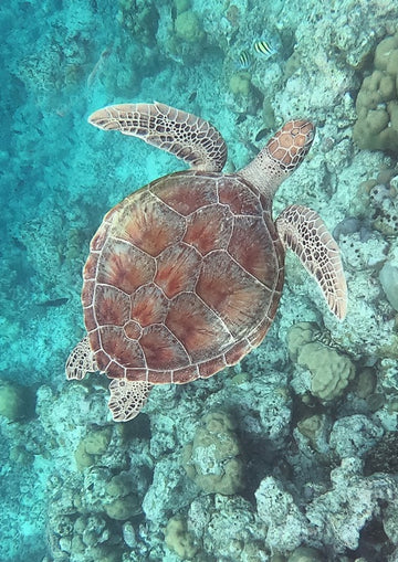 Maldives Turtle