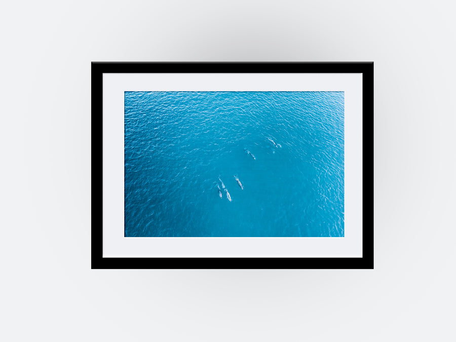 Mandurah Dolphins