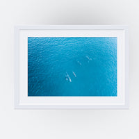 Mandurah Dolphins