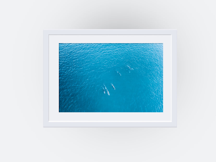 Mandurah Dolphins