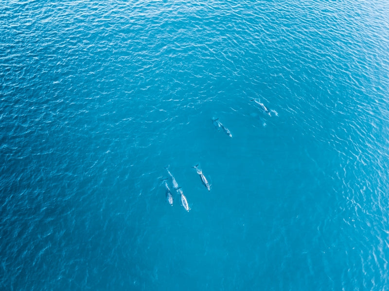 Mandurah Dolphins