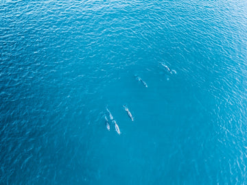 Mandurah Dolphins