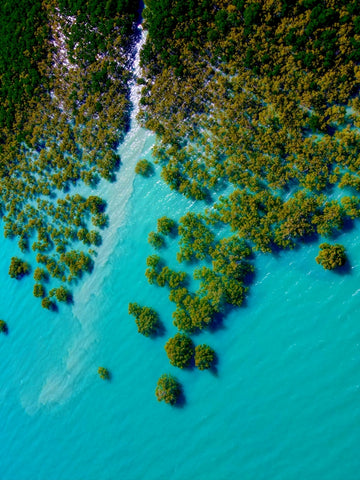 Mangrove Movement