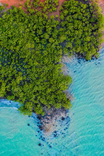 Mangrove blues