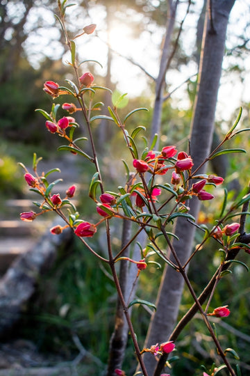 Manly Dam Wildflower