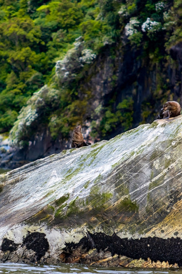 Milford Sound Seals