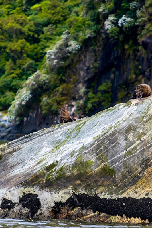 Milford Sound Seals