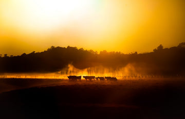 Mist on the Hinterlands