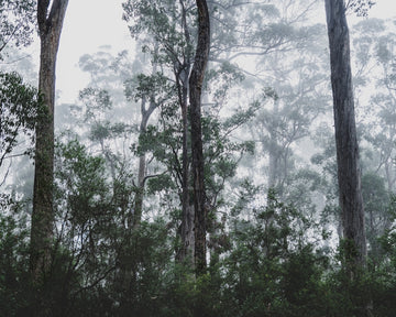 Misty trees in the South of Tasmania