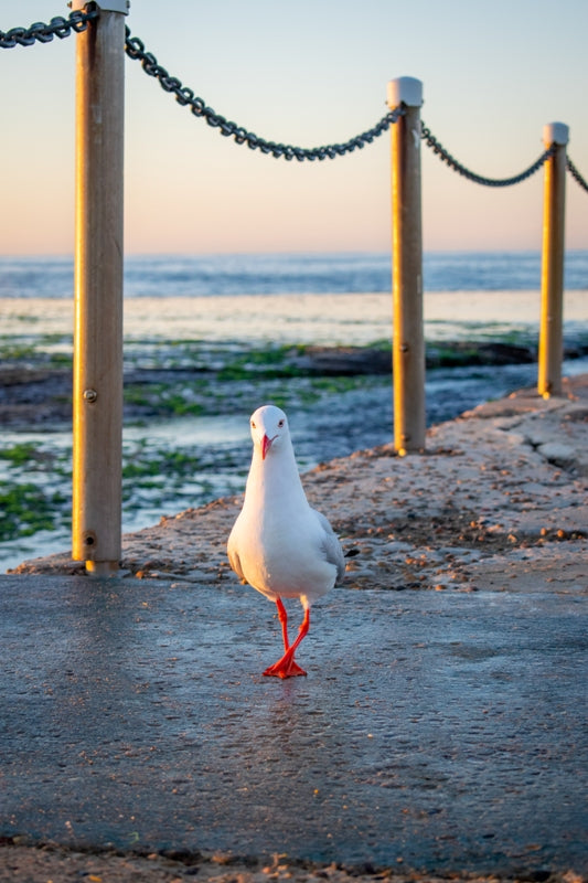 Mona Vale Seagull