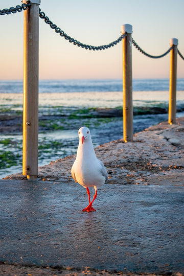Mona Vale Seagull