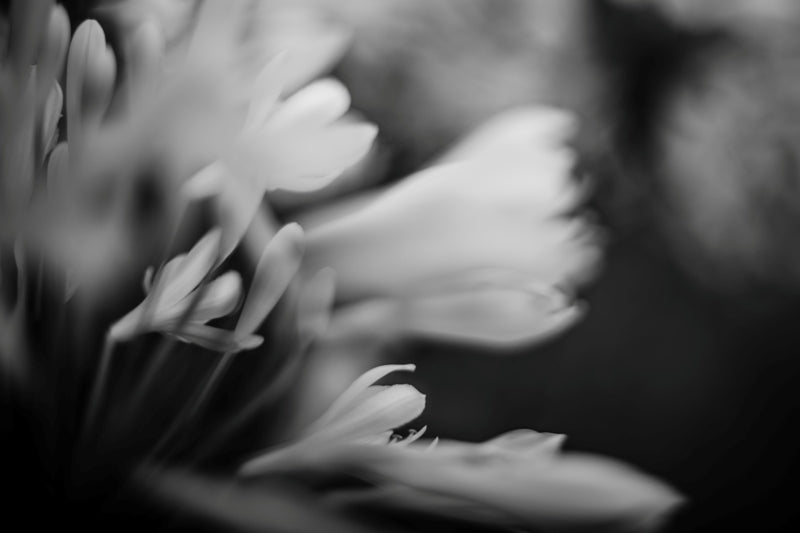 Monochrome Memories