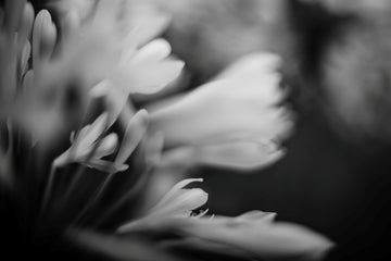 Monochrome Memories