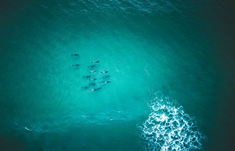 Moody Dolphins