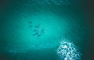 Moody Dolphins