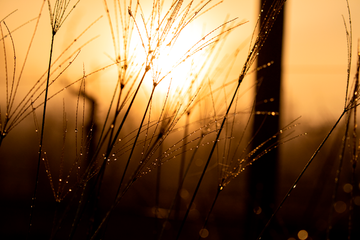 Morning dew
