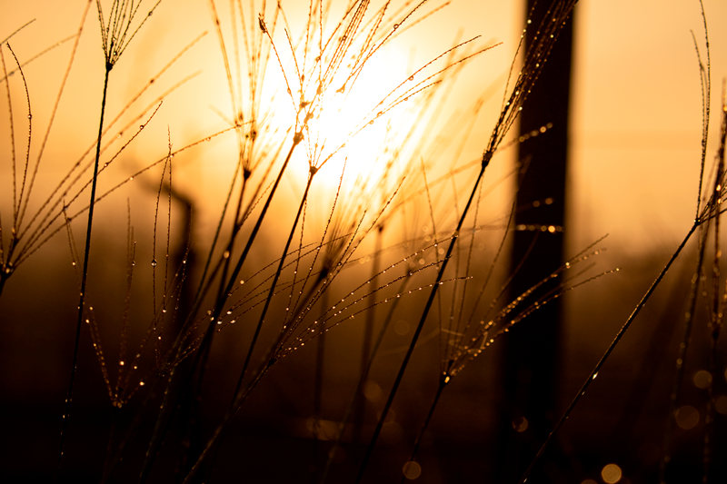 Morning dew
