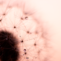 Morning dew