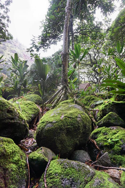 Moss Forest