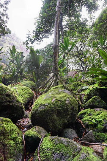 Moss Forest