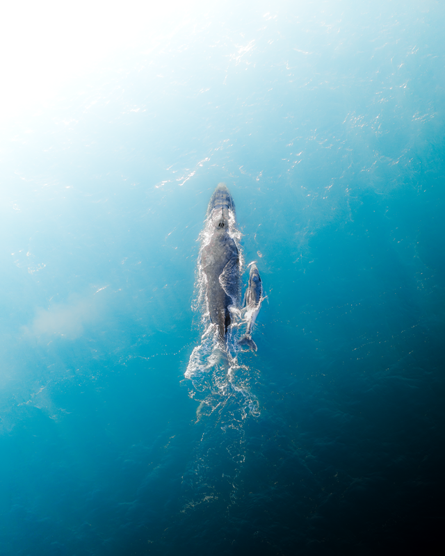 Mother and Calf