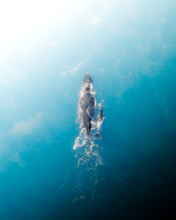 Mother and Calf