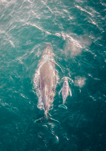 Motherhood