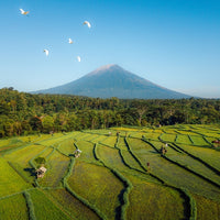Mount Agung & Rice Fields in Bali