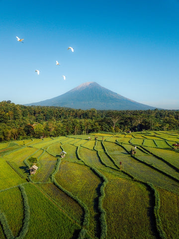 Mount Agung & Rice Fields in Bali