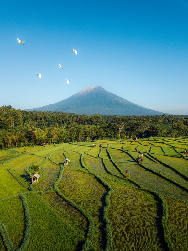 Mount Agung & Rice Fields in Bali