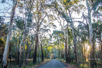 Mountain Gums