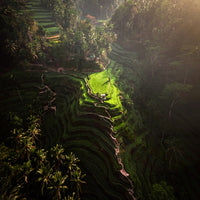 Mystical Glow