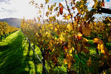 Napa Valley