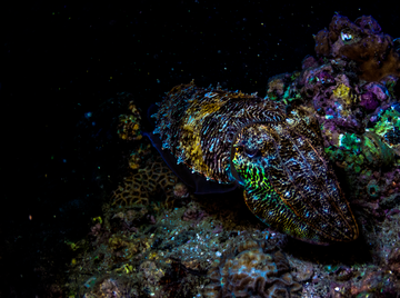 NIGHTLY CHROMATIC