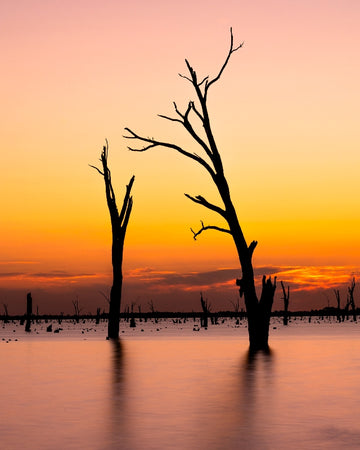 Naked Trees Sunset