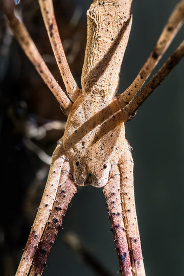 Net Casting Spider